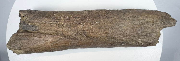 Textured fossil bone fragment with a narrow middle and broader broken ends.