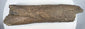 Textured fossil bone fragment with a narrow middle and broader broken ends.