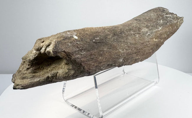Fossilized bone displaying lengthwise grooves and irregular broken ends.
