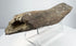 Fossilized bone displaying lengthwise grooves and irregular broken ends.