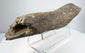 Fossilized bone displaying lengthwise grooves and irregular broken ends.