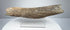 Elongated fossil bone fragment with brown-grey coloration and an uneven textured surface.