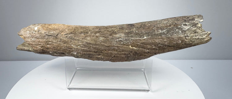 Elongated fossil bone fragment with brown-grey coloration and an uneven textured surface.
