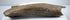 Fossil bone specimen showing fractured edges and variations in surface colour.