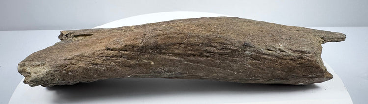 Fossil bone specimen showing fractured edges and variations in surface colour.