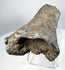 Brown fossilized bone with pronounced longitudinal texture and pale mineral patches.