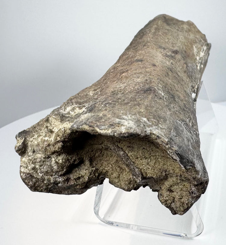 Brown fossilized bone with pronounced longitudinal texture and pale mineral patches.