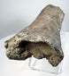 Brown fossilized bone with pronounced longitudinal texture and pale mineral patches.
