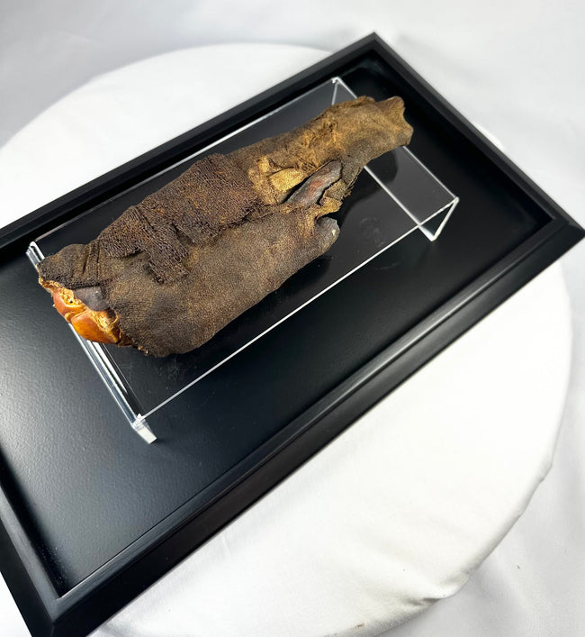 Close-up of authentic ancient Egyptian mummified hand, revealing detailed preservation of desiccated tissue, natural resin, and linen fibers from the Ptolemaic Period.