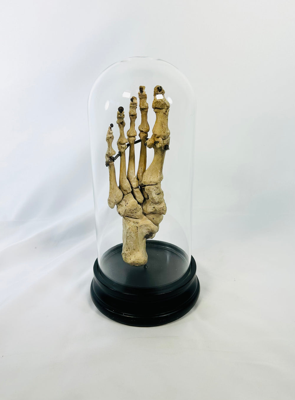 Early 20th-century articulated human foot skeleton mounted on a wooden base and enclosed in a glass dome, prepared by Adam Rouilly & Co. of London for medical teaching and anatomical study.