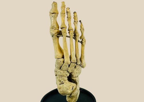 Complete early 20th century human foot skeleton, fully articulated and mounted on a hardwood base under glass dome, prepared by Adam, Rouilly & Co., London, for medical education