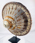 Side profile of an antique Ethiopian shield displaying its deep convex construction