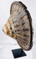 Side view of the red leather-backed Ethiopian ceremonial shield on display stand