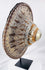 Angled view of a convex Ethiopian Ras shield showing layered metal decoration