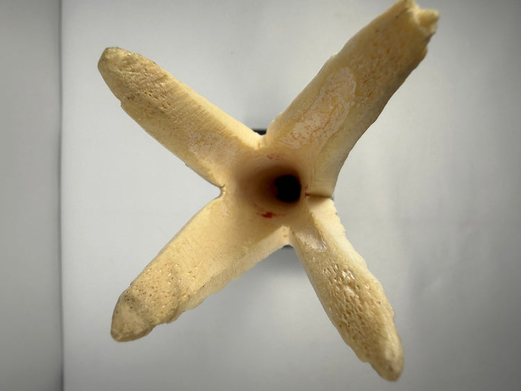 Egyptian-inspired bone decorative objects with stylized floral carving and modern display bases
