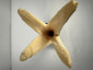 Egyptian-inspired bone decorative objects with stylized floral carving and modern display bases