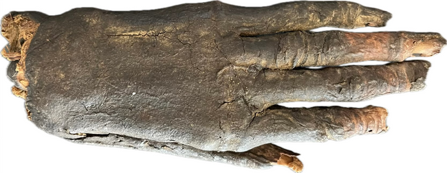 Rare ancient Egyptian mummified hand, Late Period to Ptolemaic Period, showing preserved skin, fingernails, and fibrous remnants, displayed in custom museum-quality case