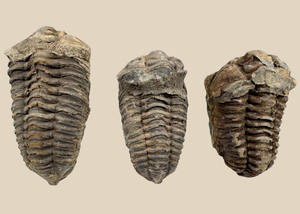 Collection of Three Fossil Trilobites | 400–359 million years ago