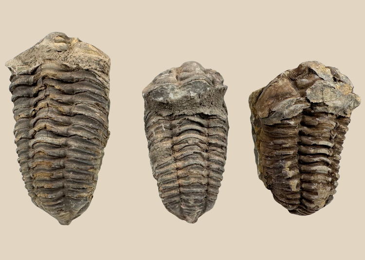 Three genuine Paleozoic trilobite fossils from Newcastle Wyoming displayed together