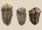 Three genuine Paleozoic trilobite fossils from Newcastle Wyoming displayed together