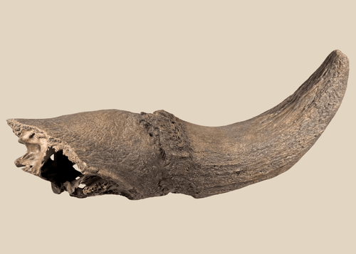 Prehistoric Pleistocene bison fossil horn core with attached partial skull
