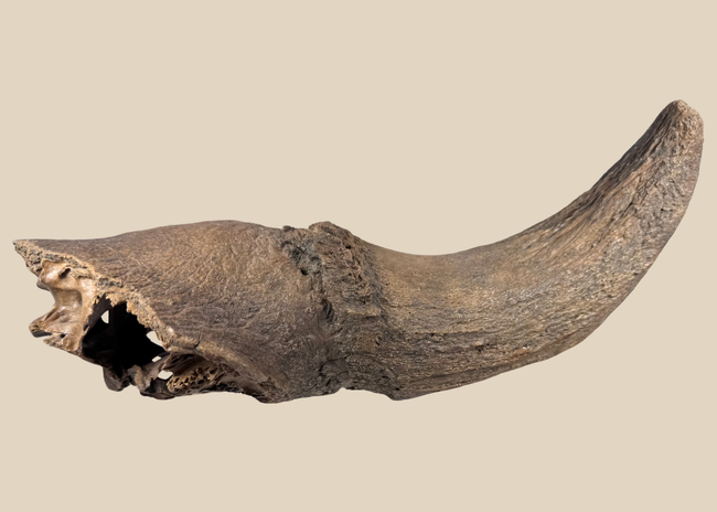 Prehistoric Pleistocene bison fossil horn core with attached partial skull
