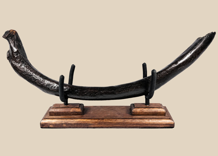 Oligocene fossilized sirenian rib attributed to an ancient dugong, approximately 23–34 million years old