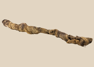 Ancient Egyptian Juvenile Crocodile Mummy | X-Ray Verified Sobek Votive | Circa 664 BC–100 AD