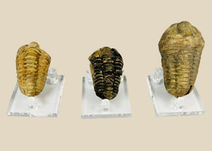 Colección de trilobites fosilizados | Hace 400–359 millones de años