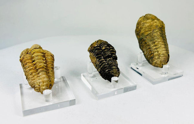 Ancient marine trilobite fossil embedded in stone matrix