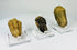 Ancient marine trilobite fossil embedded in stone matrix