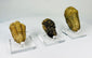 Ancient marine trilobite fossil embedded in stone matrix
