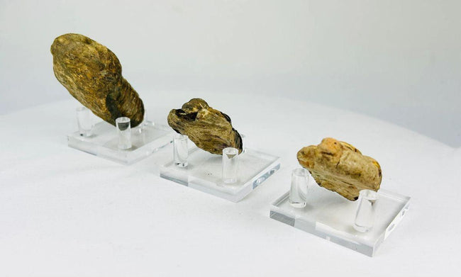 Collection of fossilized trilobites dating to 400–359 million years ago