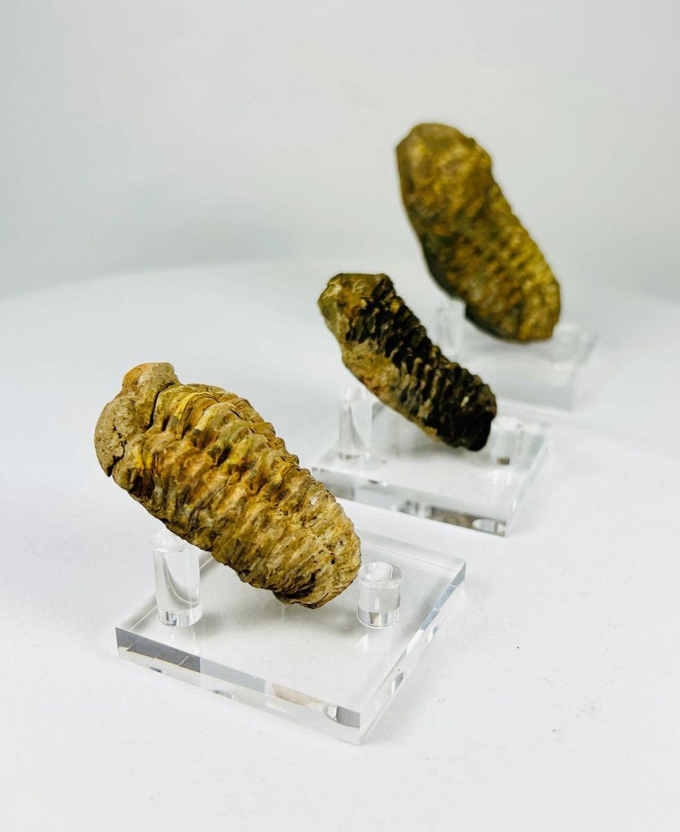 Collection of three fossilized trilobites dating to the Devonian period, approximately 400–359 million years ago; each specimen shows distinct ribbed exoskeleton segments and natural mineralization, displayed on clear acrylic stands, highlighting the diversity and preservation of these prehistoric marine arthropods.