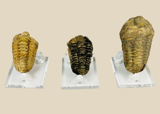Collection of three fossilized trilobites dating to the Devonian period, approximately 400–359 million years ago; each specimen shows distinct ribbed exoskeleton segments and natural mineralization, displayed on clear acrylic stands, highlighting the diversity and preservation of these prehistoric marine arthropods.