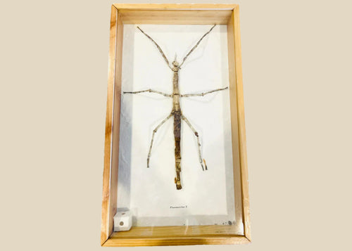 Framed Southeast Asian stick insect specimen (Phasmatidae) mounted in a wooden glass-front case with paper backing, photographed on a white background.