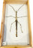 Mounted Southeast Asian stick insect specimen (Phasmatidae) displayed in wood and glass entomology shadowbox frame, 20th century natural history specimen