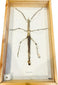 Mounted Southeast Asian stick insect specimen (Phasmatidae) displayed in wood and glass entomology shadowbox frame, 20th century natural history specimen