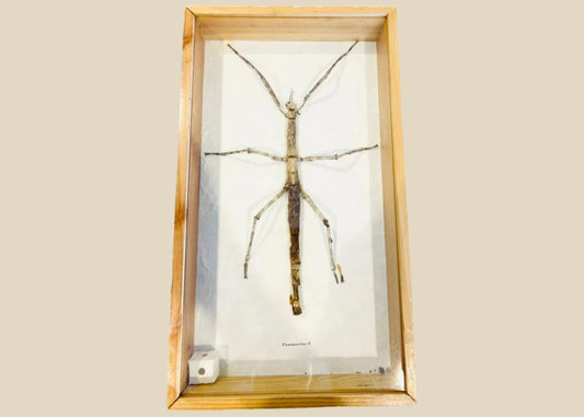 Framed Southeast Asian stick insect specimen (Phasmatidae) mounted in a wooden glass-front case with paper backing, photographed on a white background.