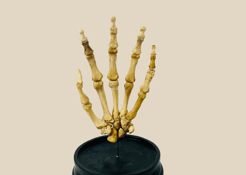 Fully articulated early 20th century human hand skeleton, mounted on hardwood base under glass dome, prepared by Adam, Rouilly & Co., London, for medical and educational use