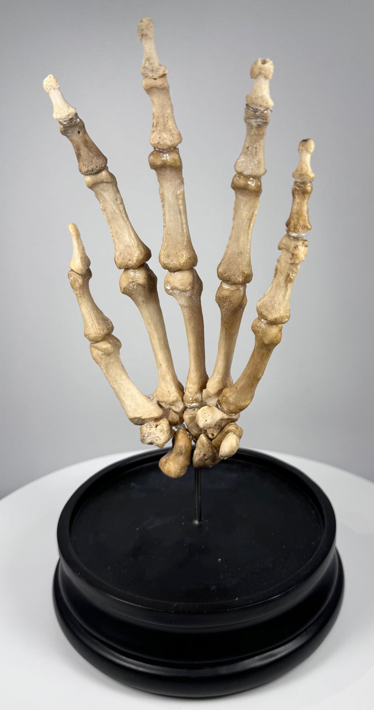 Side view of articulated human hand skeleton showing phalanges, metacarpals and carpal bones, circa 1900–1930
