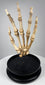 Side view of articulated human hand skeleton showing phalanges, metacarpals and carpal bones, circa 1900–1930