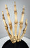 Detailed view of antique human hand skeleton showing natural bone patina and original articulation wiring