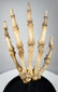 Detailed view of antique human hand skeleton showing natural bone patina and original articulation wiring