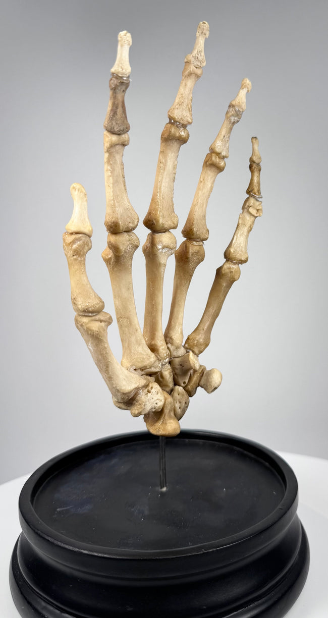Close-up of articulated human finger bones and joints on an early 20th century British anatomical teaching specimen