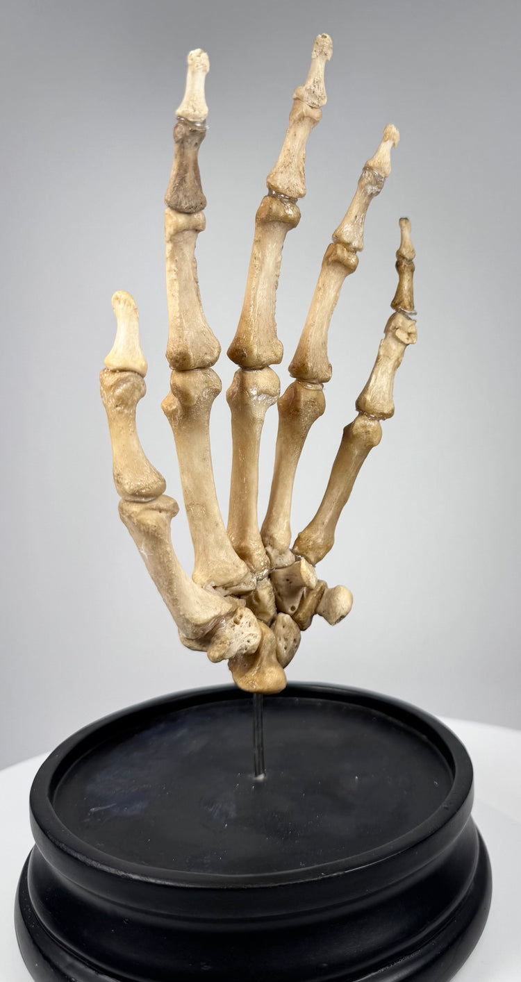 Close-up of articulated human finger bones and joints on an early 20th century British anatomical teaching specimen