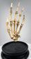 Close-up of articulated human finger bones and joints on an early 20th century British anatomical teaching specimen