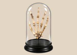Human Skeletal Hand in Glass Dome | Circa Early 20th Century