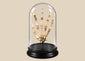 Human hand skeleton under glass dome on hardwood base, antique medical teaching specimen by Adam, Rouilly & Co., London, circa 1900–1930