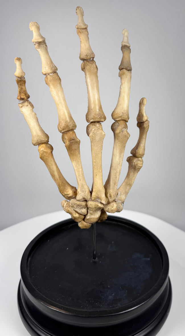 Front view of early 20th century human hand skeleton displaying articulated fingers, palm and wrist anatomy